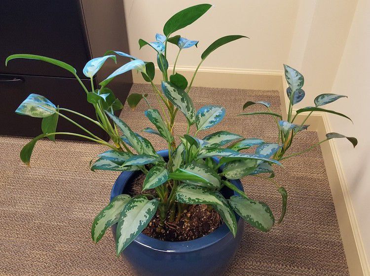 Keep your houseplants healthy and happy by preparing them an indoor winter home now